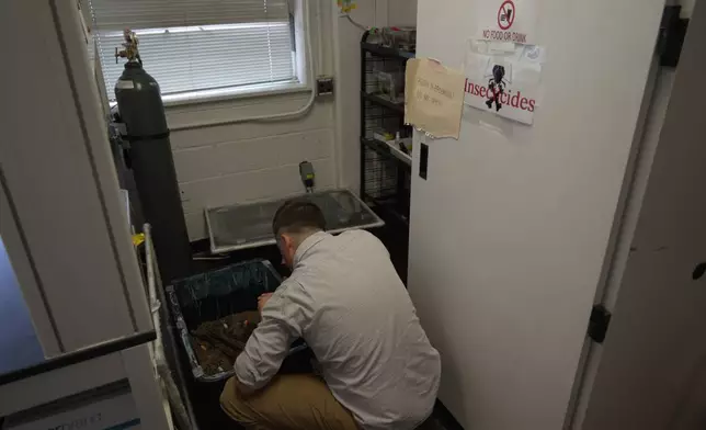 Assistant Professor Christopher Hayes checks a container filled with ants on the floor of his Structural Pest Research Lab at North Carolina State University in Raleigh, N.C., on Monday, Aug. 3, 2026. (AP Photo/Allen G. Breed)
