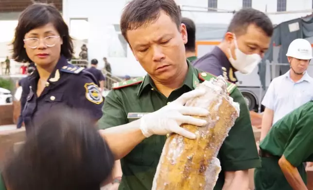 A policeman holds up a tusk, part of the 1.2-tons of trafficked ivory found concealed in a log of timber, in Quy Nhon Port in Gia Lai province, Vietnam, Aug. 12, 2026. (Nguyen Sy Thang/VNA via AP)