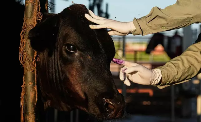 A veterinarian applies antibiotics to a calf's injured eye during an inspection for export to the United States at a regional cattle ranchers' association in Hermosillo, Mexico, on Tuesday, Aug. 18, 2026. (AP Photo/Fernando Llano)