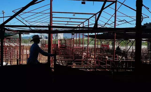 A cattle handler moves calves during an auction at a livestock market in Hermosillo, Mexico, Tuesday, Aug. 18, 2026, ahead of the reopening of the U.S. border to Mexican cattle imports.(AP Photo/Fernando Llano)