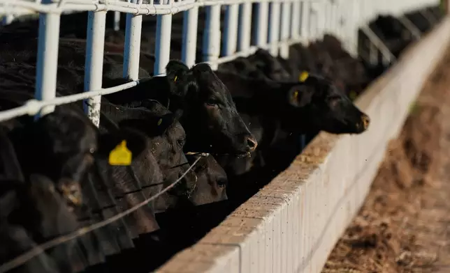 Calves feed prior to inspection for export to the United States at a regional cattle ranchers association in Hermosillo, Mexico, Tuesday, Aug. 18, 2026, ahead of the reopening of the U.S. border to Mexican cattle imports. (AP Photo/Fernando Llano)