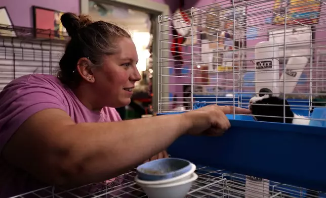 Adoption coordinator Brittany Provencale greets a guinea pig at The Guinea Pig Sanctuary, a rescue shelter for guinea pigs, Friday, July 10, 2026, in Salisbury, Massachusetts. (AP Photo/Amanda Swinhart)