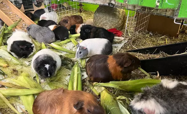 Guinea pigs nibble on corn and other vegetation at a guinea pig rescue in Salisbury, Mass., Friday, July 10, 2026. (AP Photo/Kimberlee Kruesi)