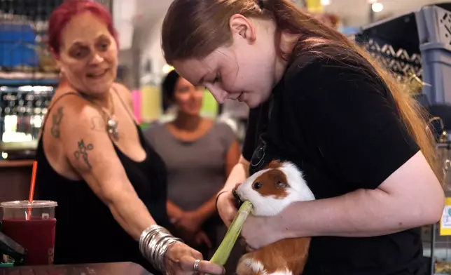 Director Kimie Smothermon (left) feeds a guinea pig corn husks while volunteer Brianna MacIntyre clips its nails at The Guinea Pig Sanctuary, a rescue shelter for guinea pigs, Friday, July 10, 2026, in Salisbury, Massachusetts. (AP Photo/Amanda Swinhart)