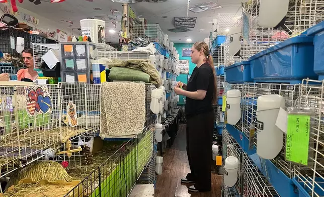 A volunteer monitors guinea pigs at a guinea pig rescue in Salisbury, Mass., Friday, July 10, 2026. (AP Photo/Kimberlee Kruesi)