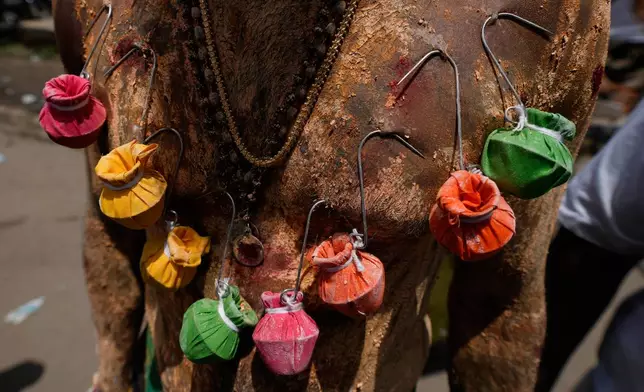 A Hindu devotee with hooks pierced through the skin on his body hangs miniature water pots as offerings during the 'Aadi' festival, a holy month for Tamils observed with prayers and offerings to Hindu goddesses. in Chennai, India, Sunday, Aug. 9, 2026. (AP Photo/Mahesh Kumar A.)