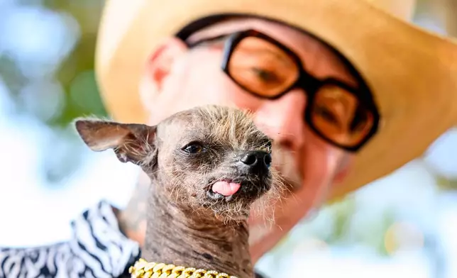 Held by owner Christopher Wonder, Little Prince prepares to compete in the World's Ugliest Dog Contest at the Sonoma County Fair in Santa Rosa, Calif., on Friday, Aug. 14, 2026. (AP Photo/Noah Berger)