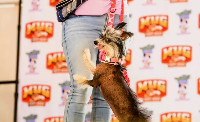 Traveling from Poland, Clara, a 12-year-old Chinese Crested, competes in the World's Ugliest Dog Contest at the Sonoma County Fair in Santa Rosa, Calif., on Friday, Aug. 14, 2026. (AP Photo/Noah Berger)