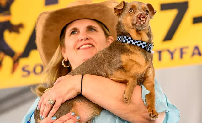 Chihuahua mix Otto, held by owner Melinda Berry, competes in the World's Ugliest Dog Contest at the Sonoma County Fair in Santa Rosa, Calif., on Friday, Aug. 14, 2026. Otto went on to win third place. (AP Photo/Noah Berger)