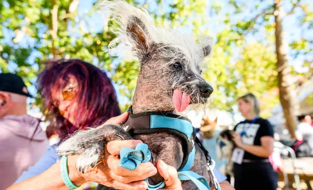 Held by owner Linda Elmquist, Scooter prepares to compete in the World's Ugliest Dog Contest at the Sonoma County Fair in Santa Rosa, Calif., on Friday, Aug. 14, 2026. (AP Photo/Noah Berger)