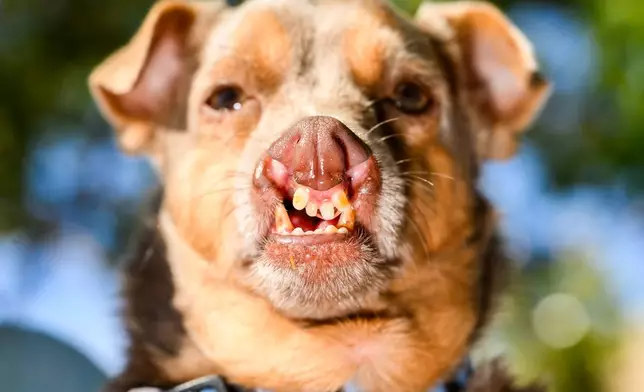 Chihuahua mix Otto prepares to compete in the World's Ugliest Dog Contest at the Sonoma County Fair in Santa Rosa, Calif., on Friday, Aug. 14, 2026. Otto went on to win third place. (AP Photo/Noah Berger)