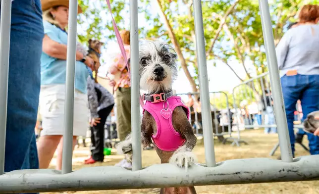 Poppy, a 7-year-old Chinese Crested, prepares to compete in the World's Ugliest Dog Contest at the Sonoma County Fair in Santa Rosa, Calif., on Friday, Aug. 14, 2026. (AP Photo/Noah Berger)