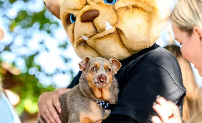 Chihuahua mix Otto prepares to compete in the World's Ugliest Dog Contest at the Sonoma County Fair in Santa Rosa, Calif., on Friday, Aug. 14, 2026. Otto went on to win third place. (AP Photo/Noah Berger)