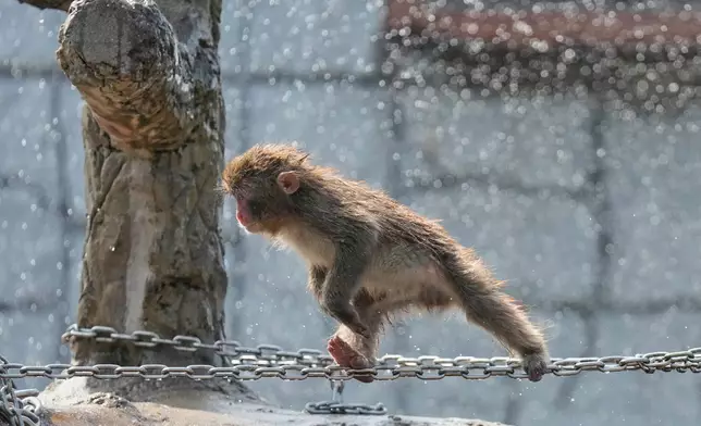 Punch, a young Japanese macaque, plays at Ichikawa City Zoological and Botanical Garden in Ichikawa, east of Tokyo, Thursday, July 23, 2026. (AP Photo/Eugene Hoshiko)