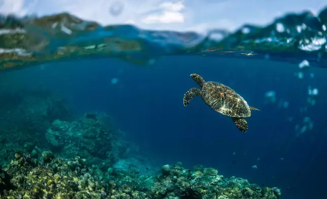 A hawksbill turtle swims at Addu Nature Park, a protected UNESCO Biosphere Reserve, off the coast of Addu City, Maldives, Feb. 23, 2026. (AP Photo/Sophia Nasif)
