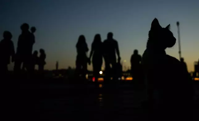 A cat sits on a street in the late afternoon at Karakoy district in Istanbul, Turkey, Wednesday, June 24, 2026. (AP Photo/Emrah Gurel)