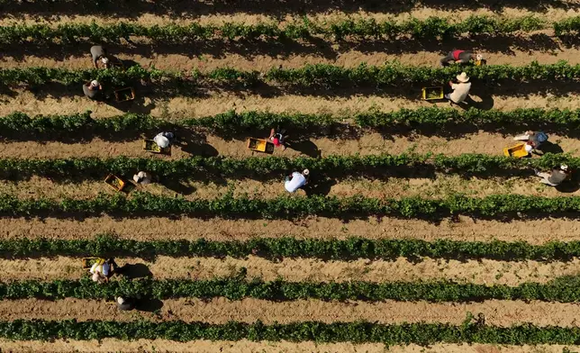 Workers pick wine grapes during the harvest in Corte Franca, northern Italy, Thursday, Aug. 6, 2026. (AP Photo/Antonio Calanni)