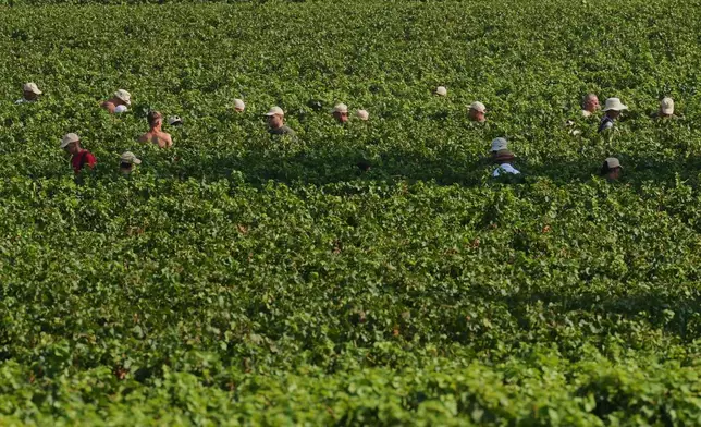 Workers pick wine grapes during the harvest in Corte Franca, northern Italy, Thursday, Aug. 6, 2026. (AP Photo/Antonio Calanni)