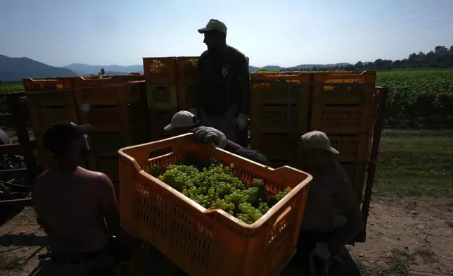 Workers unload crates of wine grapes on a tractor during the harvest in Corte Franca, northern Italy, Thursday, Aug. 6, 2026. (AP Photo/Antonio Calanni)