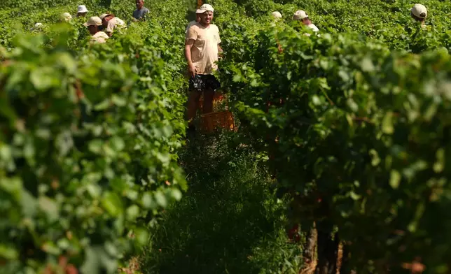 Workers pick wine grapes during the harvest in Corte Franca, northern Italy, Thursday, Aug. 6, 2026. (AP Photo/Antonio Calanni)