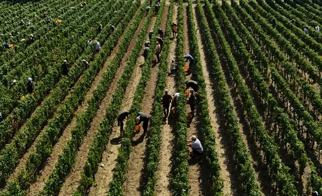 Workers pick wine grapes during the harvest in Corte Franca, northern Italy, Thursday, Aug. 6, 2026. (AP Photo/Antonio Calanni)