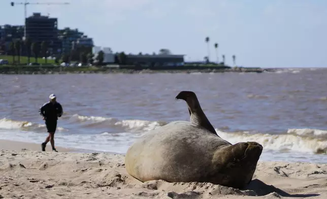 An lone elephant seal lies on Pocitos Beach in Montevideo, Uruguay, Monday, Aug. 10, 2026. (AP Photo/Matilde Campodonico)