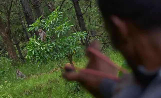 A farmer uses a slingshot while guarding crops and keeping monkeys away in Dharamghar, Dolakha district, about 86 kilometers (53 miles) east of Kathmandu, Nepal, Saturday, July 25, 2026. (AP Photo/Niranjan Shrestha)
