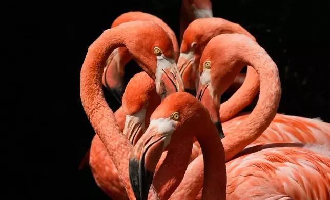 Flamingo's gather in the sun at the zoo in Cologne, Germany, Thursday, Aug. 20, 2026. (AP Photo/Martin Meissner)