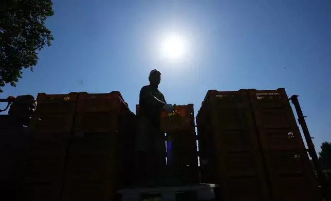 A worker unloads a crate of wine grapes on a tractor during the harvest in Corte Franca, northern Italy, Thursday, Aug. 6, 2026. (AP Photo/Antonio Calanni)