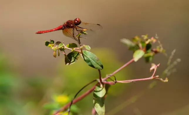 A dragonfly rests on a plant at the Lake Merritt Dragonfly Habitat Garden in Oakland, Calif., Friday, Aug. 21, 2026. (AP Photo/Jeff Chiu)