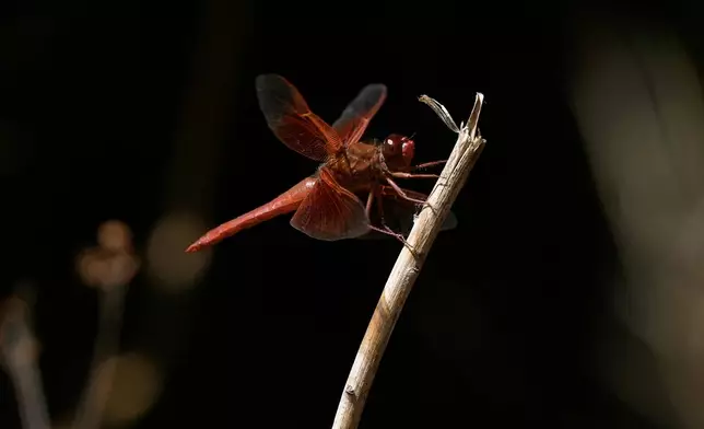 A dragonfly rests on a plant at the Lake Merritt Dragonfly Habitat Garden in Oakland, Calif., Friday, Aug. 21, 2026. (AP Photo/Jeff Chiu)