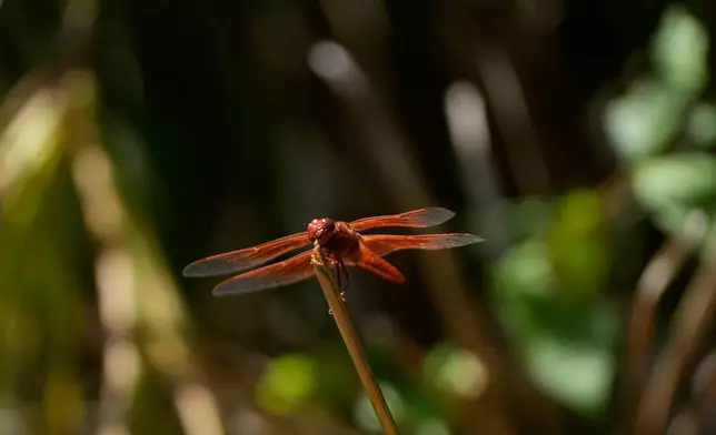 A dragonfly rests on a plant at the Lake Merritt Dragonfly Habitat Garden in Oakland, Calif., Friday, Aug. 21, 2026. (AP Photo/Jeff Chiu)