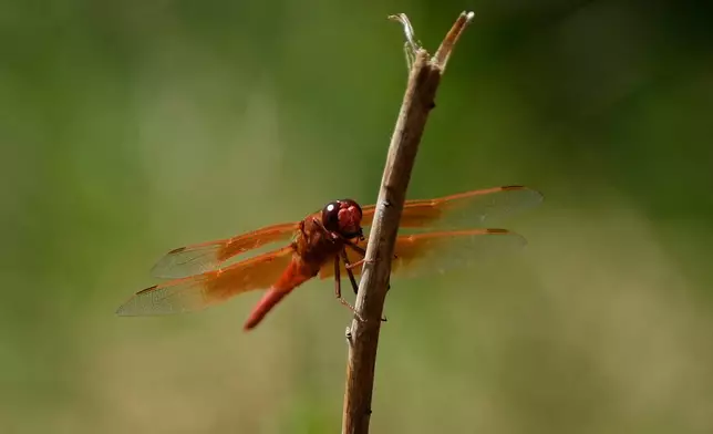 A dragonfly rests on a plant at the Lake Merritt Dragonfly Habitat Garden in Oakland, Calif., Friday, Aug. 21, 2026. (AP Photo/Jeff Chiu)