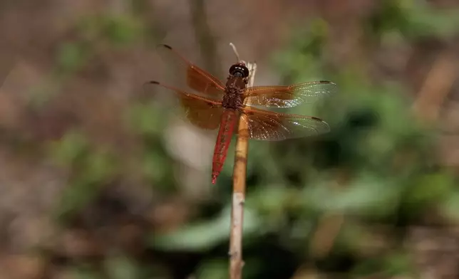 A dragonfly rests on a plant at the Lake Merritt Dragonfly Habitat Garden in Oakland, Calif., Friday, Aug. 21, 2026. (AP Photo/Jeff Chiu)