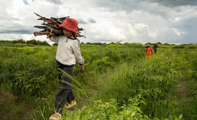 Sou Sreynich collects firewood with her family near their home in a floating village on Cambodia's Tonle Sap Lake on Monday, June 29, 2026. (AP Photo/Anton L. Delgado)