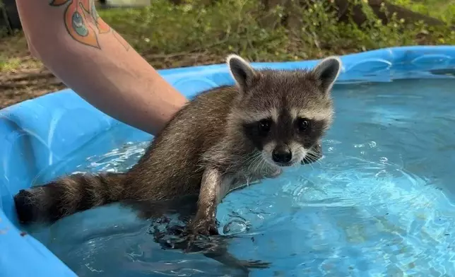 A raccoon kit practices swimming, while supported by Woodside Wildlife Rescue Director Raquel Priest, on Sept. 1, 2026 in Pass Christian, Miss. (AP Photo/Sophie Bates)