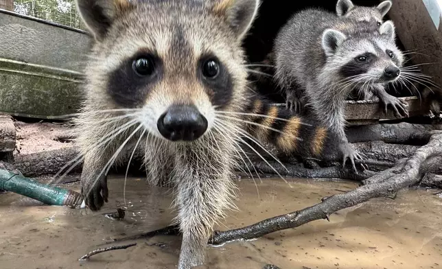A raccoon kit digs through water and mud at Woodside Wildlife Rescue in Pass Christian, Miss. on Sept. 1, 2026. (AP Photo/Sophie Bates)