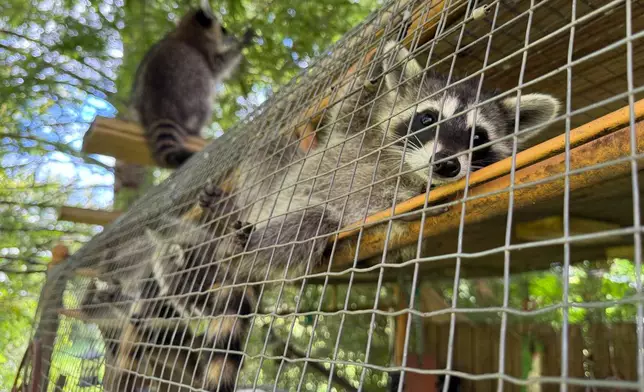 A raccoon kit peers through an enclosure at Woodside Wildlife Rescue on Sept. 1, 2026 in Pass Christian, Miss. (AP Photo/Sophie Bates)