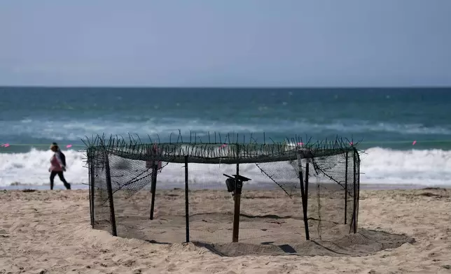 A protective fence surrounds a sea turtle nesting site on the beach in Huntington Beach, Calif., Tuesday, Sept. 22, 2026. (AP Photo/Jae C. Hong)