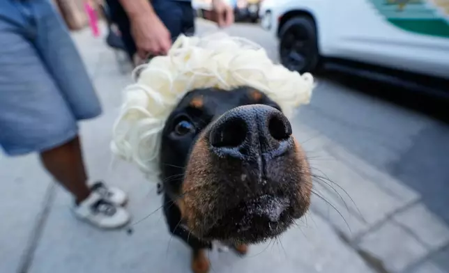 Osito, a rotweiller, watches as members of the Krewe of Dolly lead a second line parade in commemoration of the life of Dolly Parton through the French Quarter Friday, Sept. 25, 2026, in New Orleans. (AP Photo/Gerald Herbert)