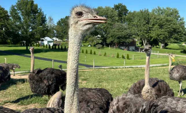 This photo taken with a smartphone shows an adult ostrich at Alpha Roost Farms in Danville, Ky., on Tuesday, Aug. 18, 2026. (AP Photo/Dylan Lovan)
