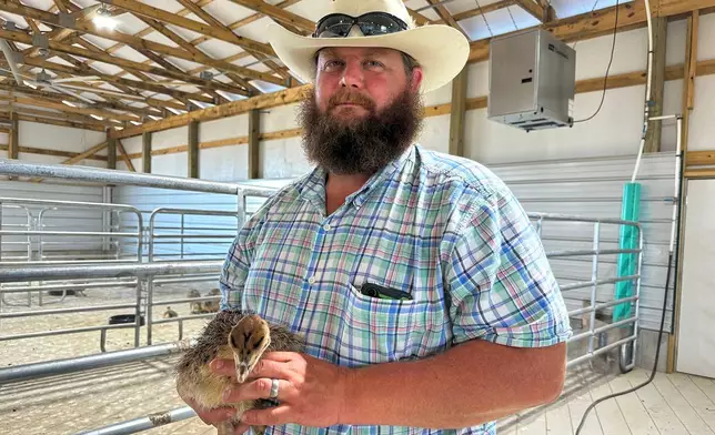 In this photo taken with a smartphone, Alpha Roost Farms owner W.D. King holds a young ostrich in Danville, Ky., on Tuesday, Aug. 18, 2026. (AP Photo/Dylan Lovan)