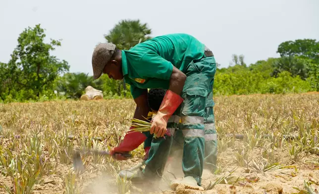 A worker plants pineapple seedlings at Djoda Farm in Matourkou, near Bobo-Dioulasso, Burkina Faso, Thursday, May 7, 2026. (AP Photo/Elia Borras)