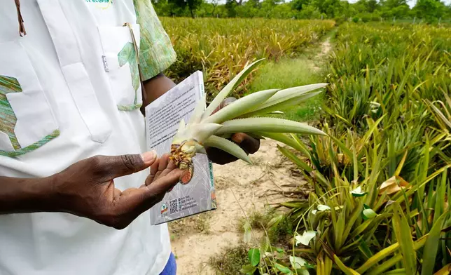 Farmer Oumarou Compaoré holds a pineapple seedling that will be used in the next planting season at Djoda Farm in Matourkou, near Bobo-Dioulasso, Burkina Faso, Thursday, May 7, 2026. (AP Photo/Elia Borras)