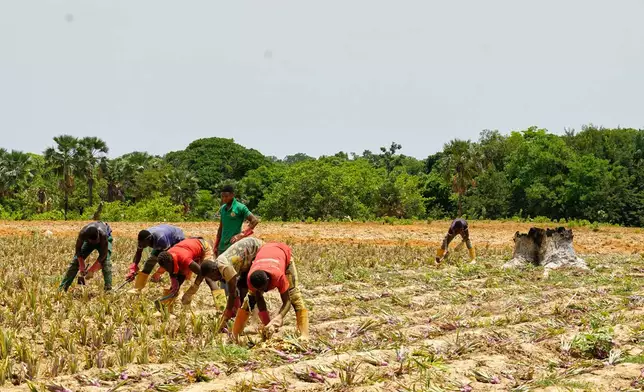 Workers plant pineapple seedlings at Djoda Farm in Matourkou, near Bobo-Dioulasso, Burkina Faso, Thursday, May 7, 2026. (AP Photo/Elia Borras)