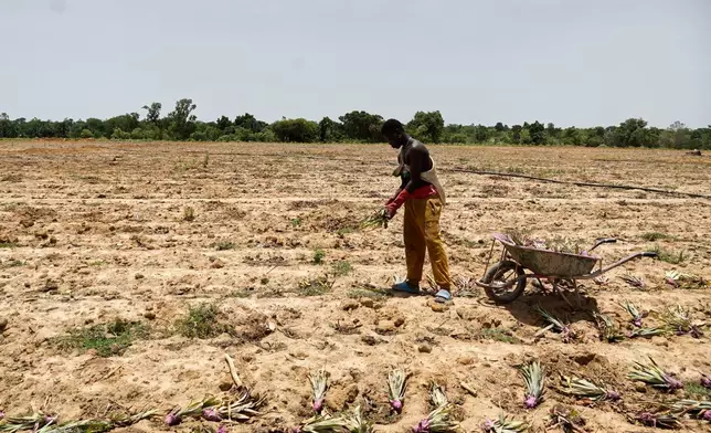 A worker holds pineapple crowns at Djoda Farm in Matourkou, near Bobo-Dioulasso, Burkina Faso, Thursday, May 7, 2026. (AP Photo/Elia Borras)