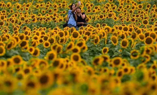 People take a selfie Wednesday, Sept. 9, 2026, in a sunflower field near Lawrence, Kan. (AP Photo/Charlie Riedel)