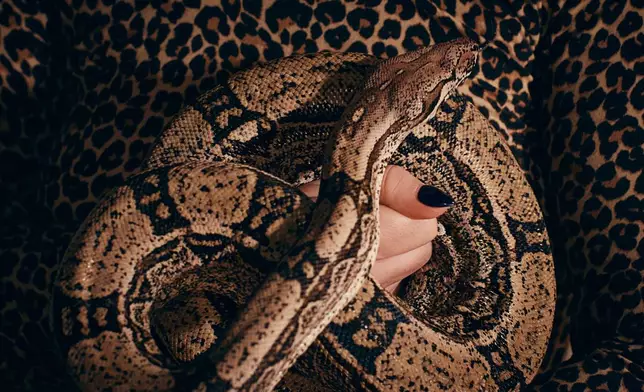 Performance artist Zoe Ziegfeld, who plays the part of a snake charmer, handles a snake during auditions to select a snake for a part in an adaptation of Mozart’s “Così fan tutte," at the Metropolitan Opera in New York, Friday, Aug. 28, 2026. (AP Photo/Andres Kudacki)