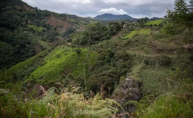 FILE - Fields of coca plants, grown for illicit use, are visible near a school July 18, 2025, in Manuelico village, Caldono, Colombia. (AP Photo/Nadège Mazars, File)