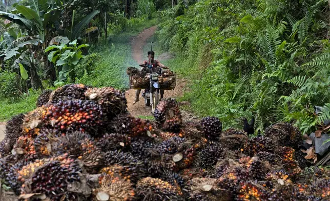 FILE - A man uses a motorcycle to transport palm fruit at a plantation in Polewali Mandar, South Sulawesi, Indonesia, April 21, 2024. (AP Photo/Yusuf Wahil, File)